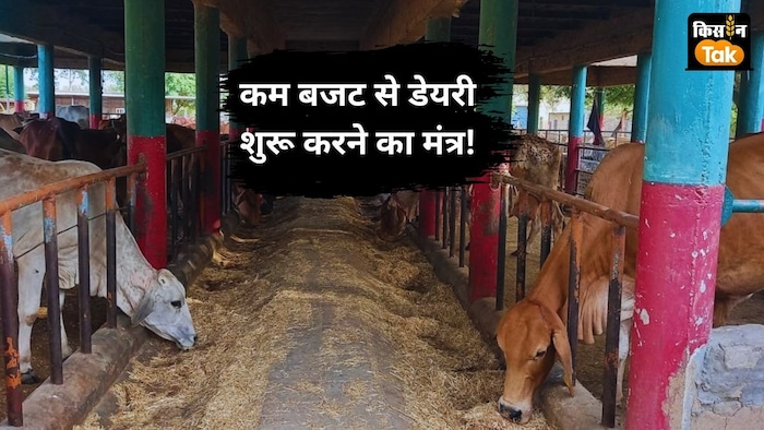 कम बजट में डेयरी फार्मिंग