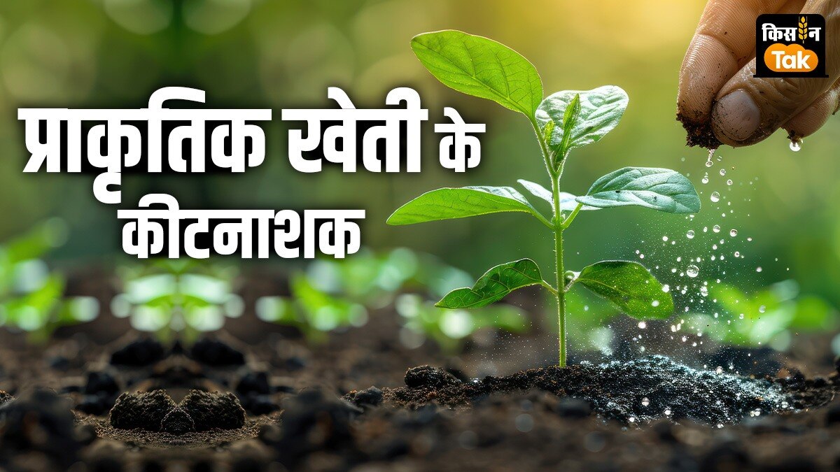 प्राकृतिक खेती के कीटनाशक कौन-कौन से हैं.