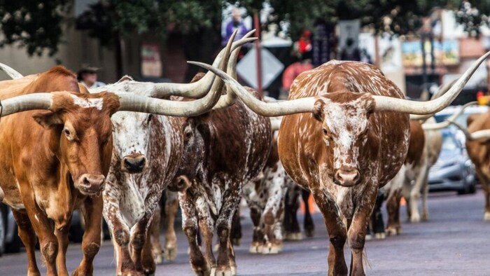 बैल को खरीदने के लिए अपनाएं ये टिप्स