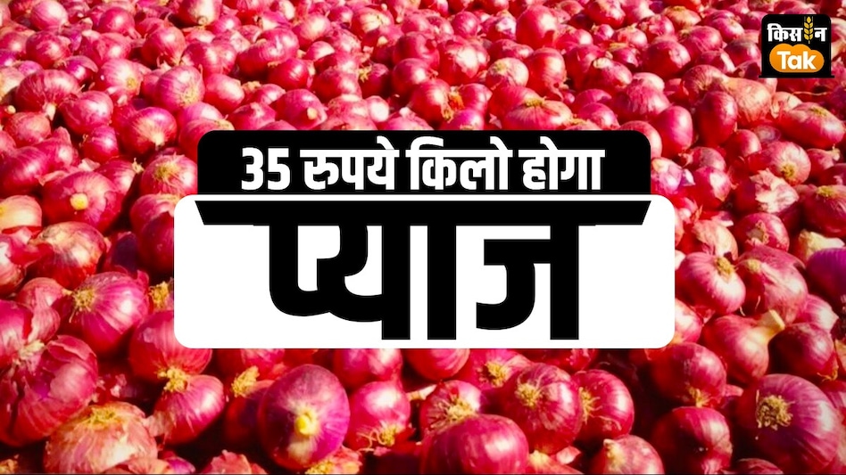 Onion Price: प्याज का दाम गिराने की तैयारी में जुटी सरकार, महाराष्ट्र चुनाव में 'बदला' लेंगे किसान Onion Price: प्याज का दाम गिराने की तैयारी में जुटी सरकार, महाराष्ट्र चुनाव में 'बदला' लेंगे किसान