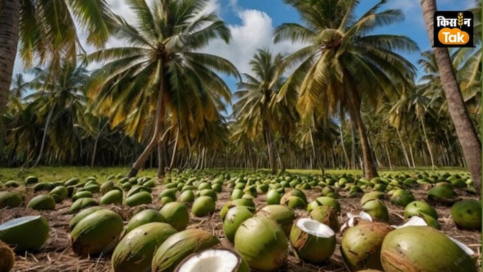 एक्सपर्ट ने कहा कि हमें ताड़ की खेती की जगह नारियल की खेती को बढ़ावा देना होगा.