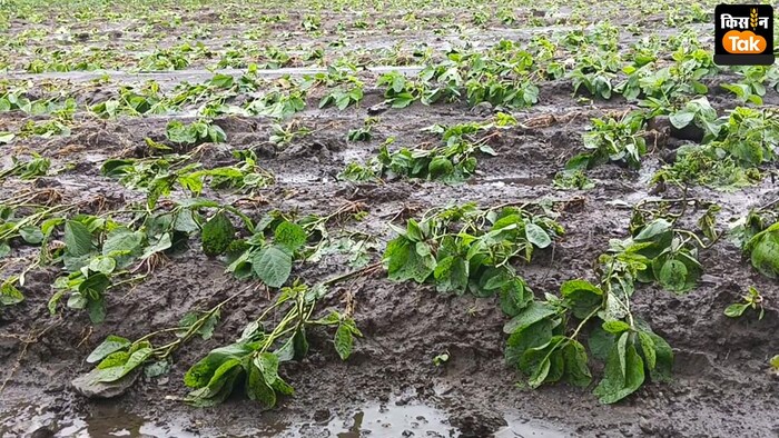 मध्य प्रदेश में फसलों का नुकसान