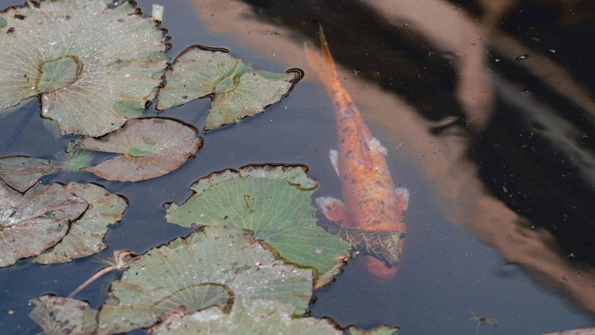 मछली पालने वाले तालाब में बेकार के पौधों का उगना है खतरनाक
