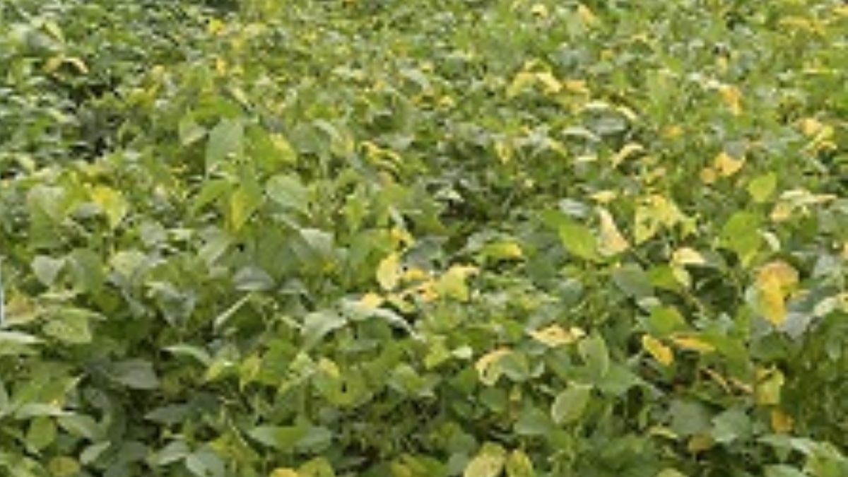 सोयाबीन की फसल मेें कीटों और बीमारियों का खतरा