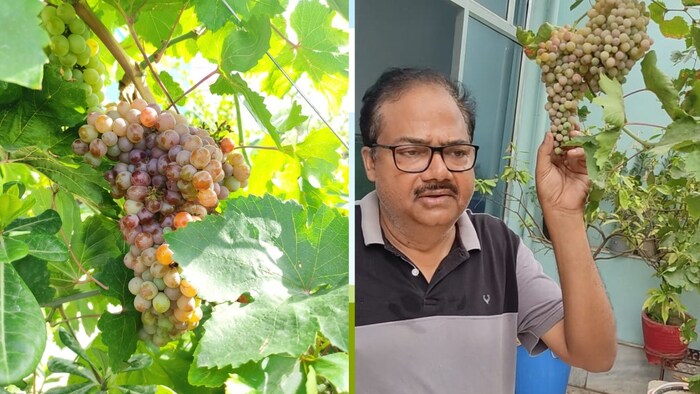पूसा नवरंग है सबसे जूसी अंगूर की प्रजाति (Photo-Kisan Tak)