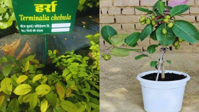 हर्रा का पौधा