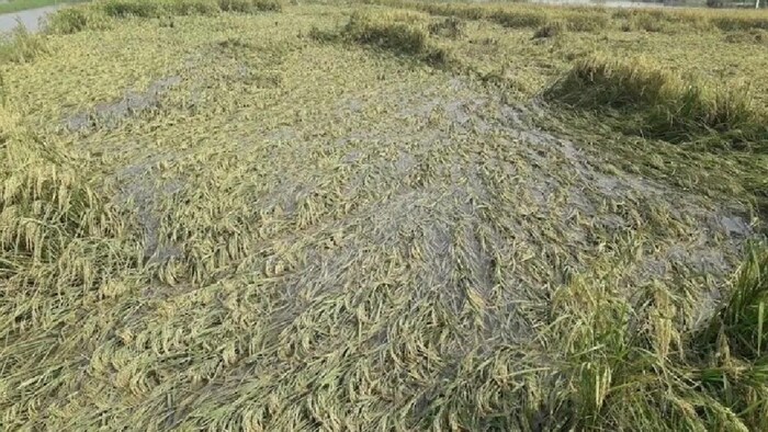 बैंक और बीमा कंपनियां 10 दिनों में क्षतिग्रस्त फसलों के क्लेम निपटाएंगी.