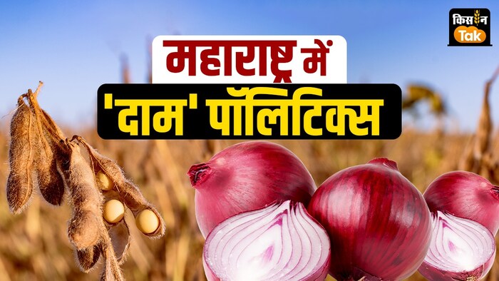 क्यों कम हुए सोयाबीन के दाम?