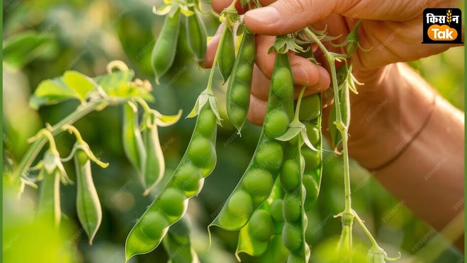 फसलों की 184 वैरायटी की अधिसूचना जारी, चावल और कपास की सबसे अधिक किस्में फसलों की 184 वैरायटी की अधिसूचना जारी, चावल और कपास की सबसे अधिक किस्में