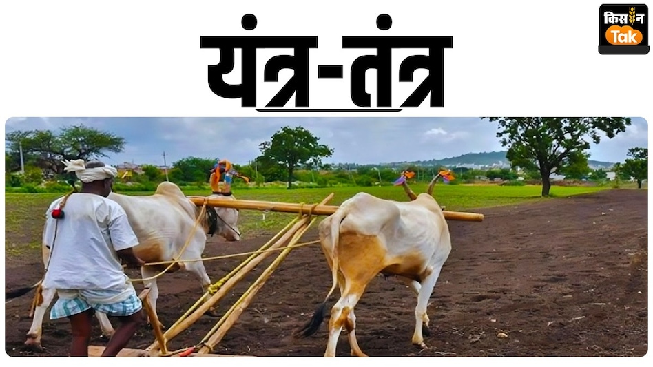 ट्रैक्टर युग में भी मुनासिब है बैलों से जुताई, फायदे जान खुश हो जाएंगे आप! ट्रैक्टर युग में भी मुनासिब है बैलों से जुताई, फायदे जान खुश हो जाएंगे आप!