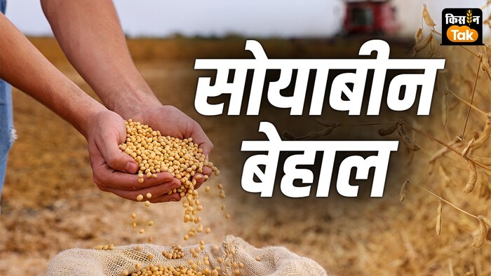 महाराष्ट्र विधानसभा चुनाव की तारीखों से पहले बड़ा ऐलान, MSP पर सोयाबीन खरीदेगी सरकार