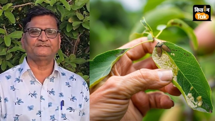 अमरूद बागानों में फल मक्खी कीट का प्रकोप बढ़ा.