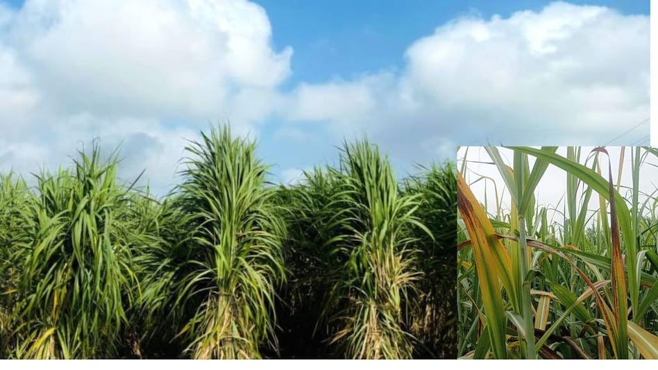 यूपी में तीन वजहों से गन्ने की फसल पीली होकर सूख रही है, कृषि विभाग ने बचाव के उपाय सुझाए यूपी में तीन वजहों से गन्ने की फसल पीली होकर सूख रही है, कृषि विभाग ने बचाव के उपाय सुझाए