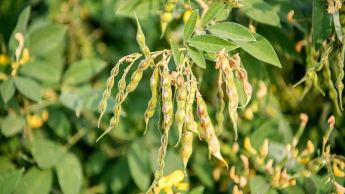 pigeon pea plant