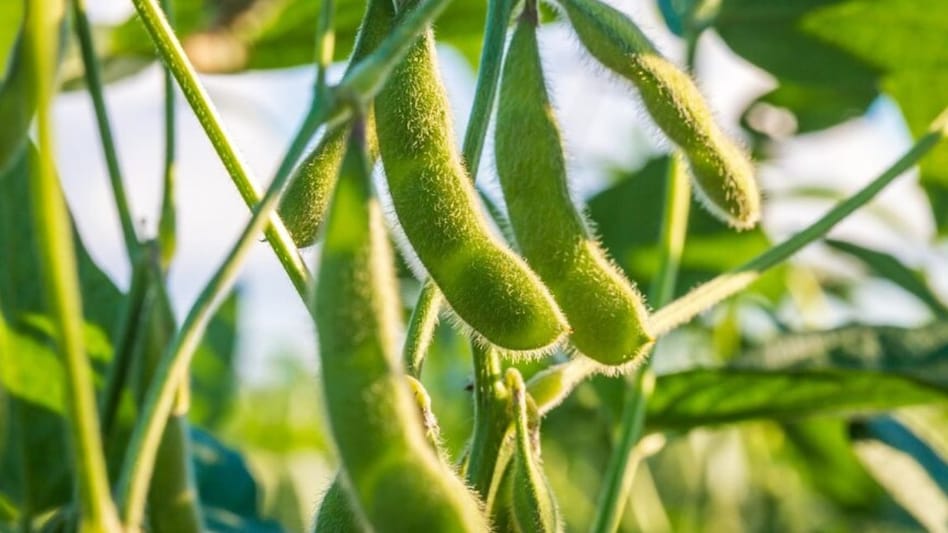 सितंबर अरहर की बुवाई में इन खादों का प्रयोग जरूरी, सबकी सही-सही मात्रा जानें सितंबर अरहर की बुवाई में इन खादों का प्रयोग जरूरी, सबकी सही-सही मात्रा जानें