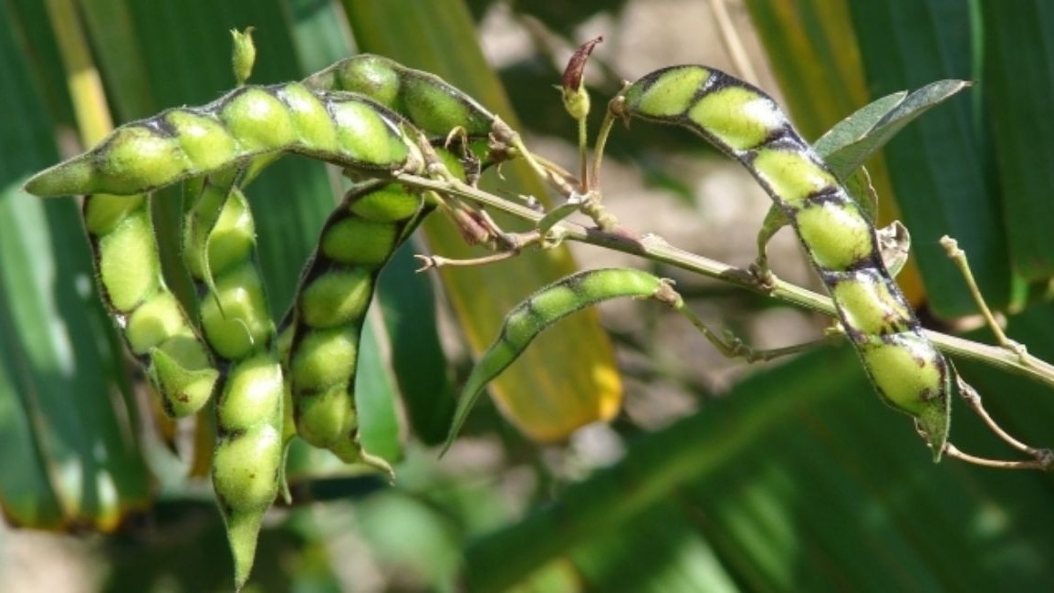 अरहर की उत्पादकता में आ सकती है गिरावट