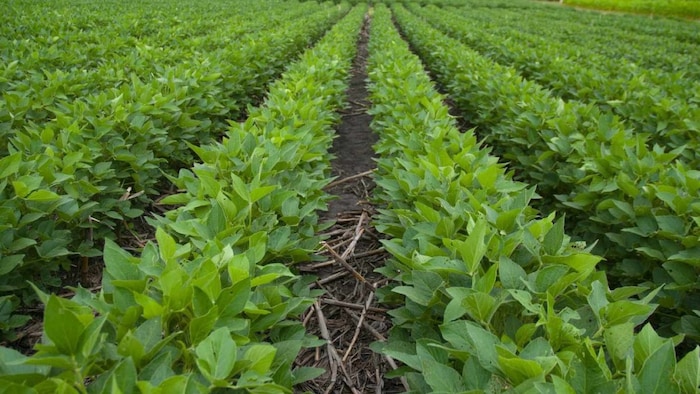 सोयाबीन की फसल के लिए कुछ जरूरी टिप्स