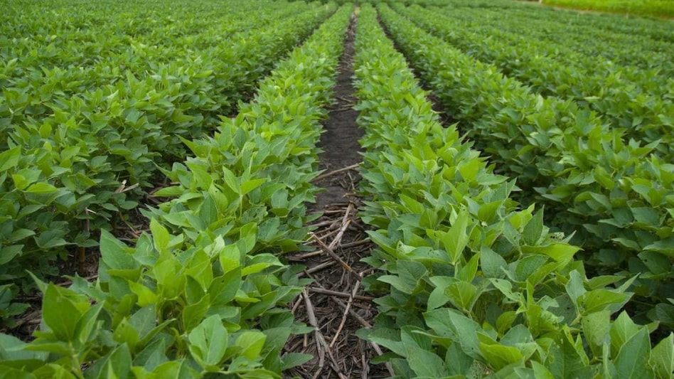 सोयाबीन की फलियों में आने लगे हैं दाने, अच्छी उपज के लिए ये उपाय करें किसान  सोयाबीन की फलियों में आने लगे हैं दाने, अच्छी उपज के लिए ये उपाय करें किसान