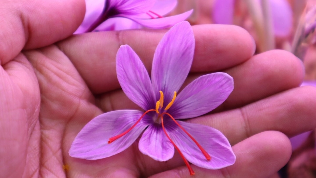 कश्मीर घाटी में बारिश से खिले किसानों के चेहरे