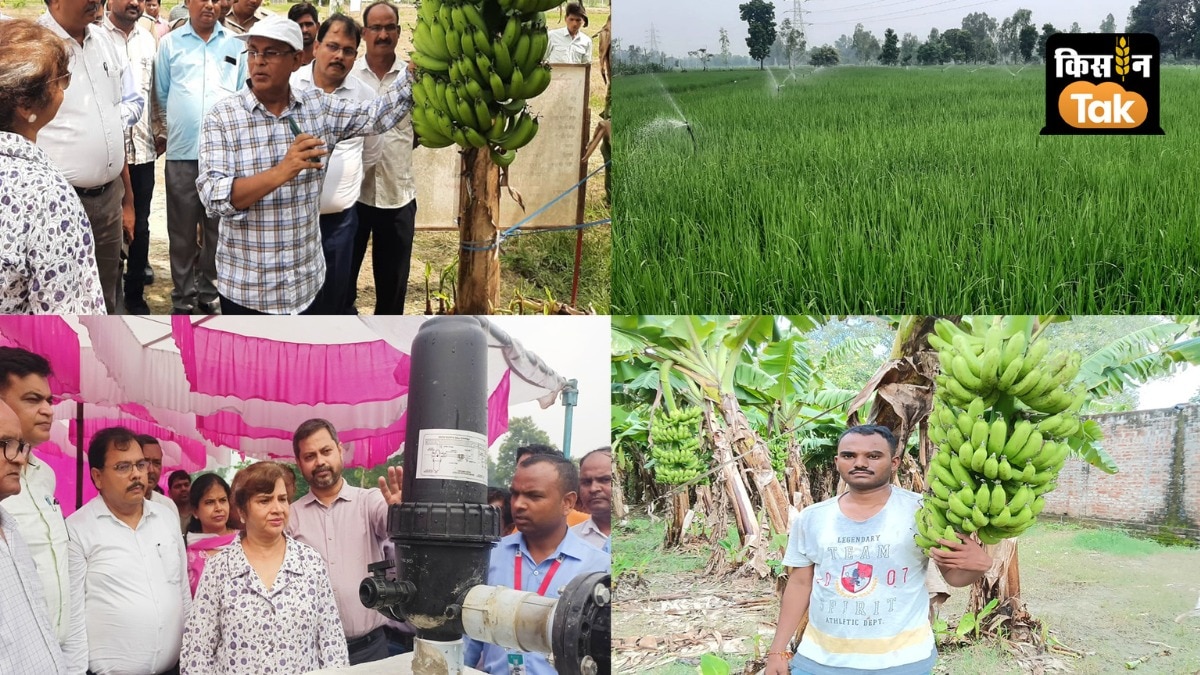 बाराबंकी के किसानों ने एग्रीकल्चर में बनाई एक अलग पहचान, इन फसलों की खेती से कर रहे मोटी कमाई