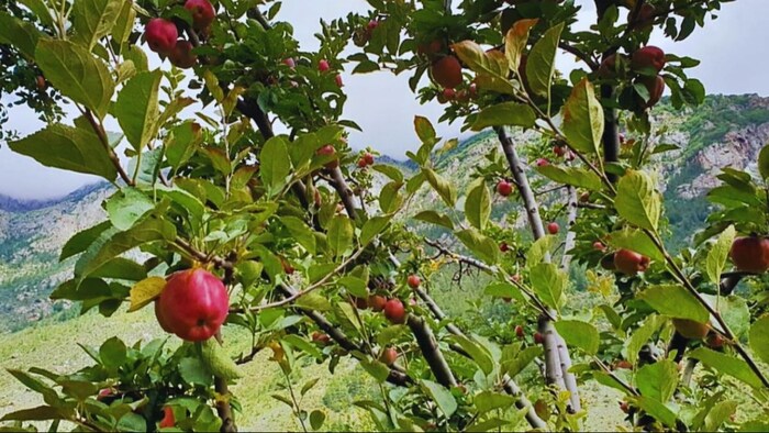 सेब की खेती के लिए सलाह (सांकेतिक तस्वीर)