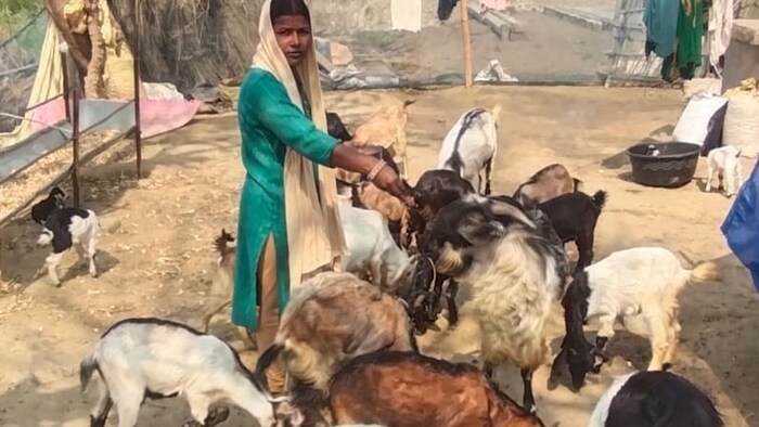 बकरी पालन से बिहार की महिलाओं की बदल रही तकदीर, आठ हजार रुपए किलो बेचती है बकरी का घी