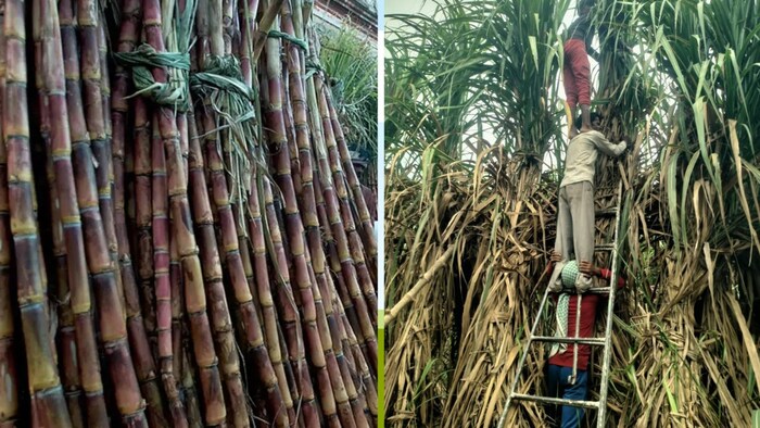 यूपी देश में सर्वाधिक गन्ना उत्पादक राज्य (Photo-Kisan Tak)
