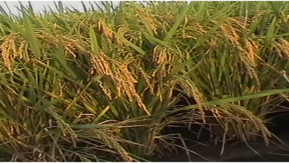 Paddy Insect: सितंबर में इन दो खतरनाक कीटों से सावधान रहें, नहीं तो धान की उपज को होगा भारी नुकसान! Paddy Insect: सितंबर में इन दो खतरनाक कीटों से सावधान रहें, नहीं तो धान की उपज को होगा भारी नुकसान!