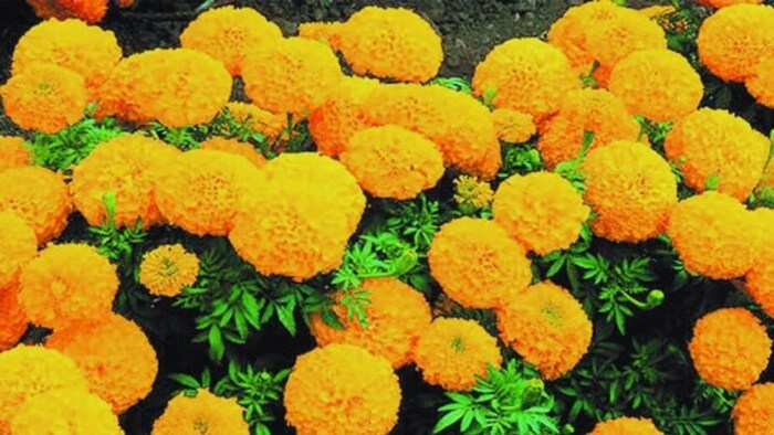 गेंद फूल की खेती (फाइल फोटो)