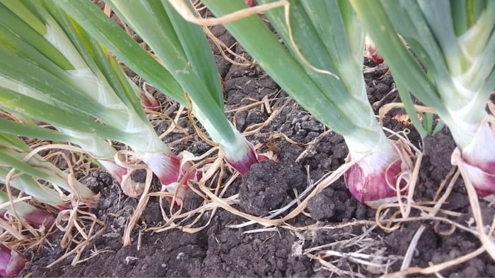 पंजाब के सफल किसान (सांकेतिक तस्वीर)