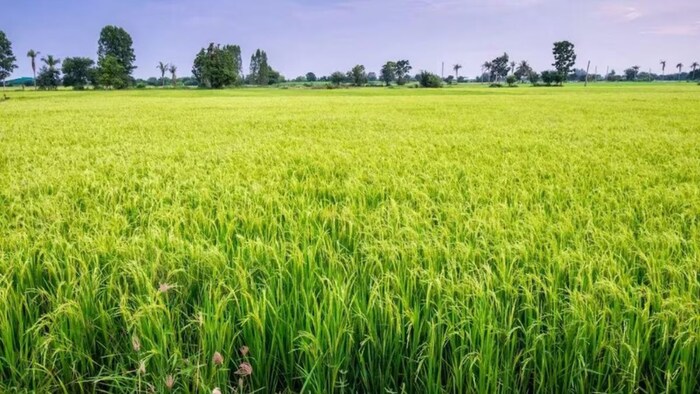 धान की खेती (फाइल फोटो)