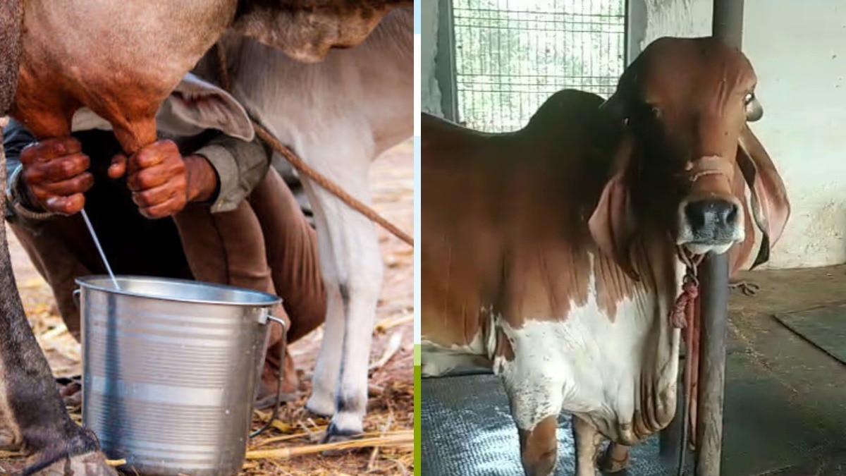 Animal Husbandry: गाय-भैंस को इस तरह का दें चारा, पहले से ज्यादा देने लगेगी दूध