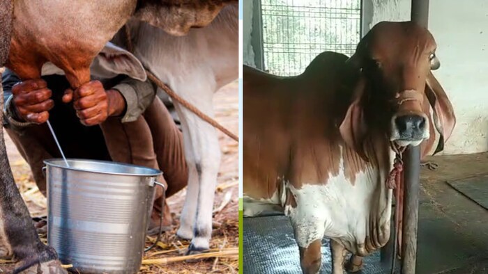 पशुओं को खाने में सरसों या मूंगफली की खली देना भी काफी अच्छा है. (Photo-Kisan Tak)