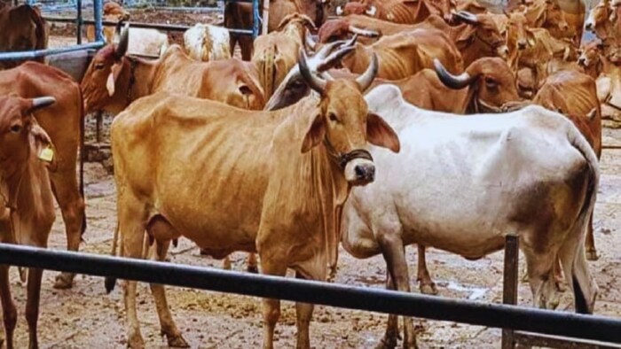 गाय की देसी नस्ल.