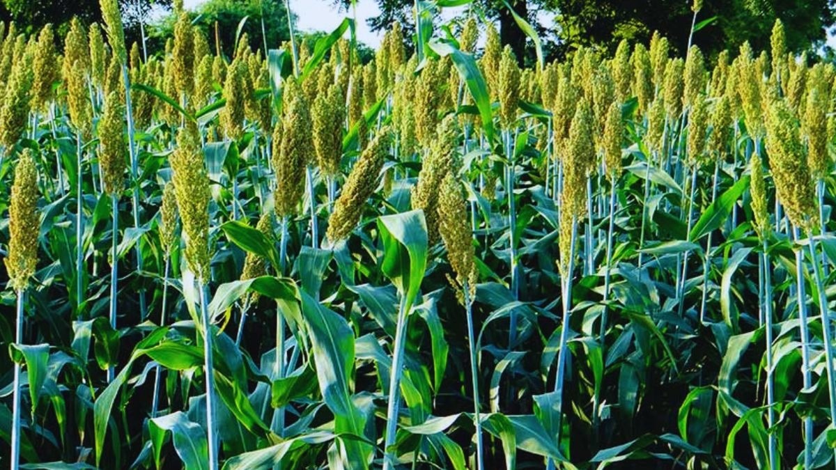 ज्वार का चारा खिलाने से पहले किसान पढ़ लें ये जरूरी खबर, वरना मवेशियों की हो सकती है मौत