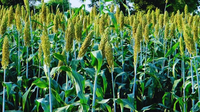 ज्वार की खेती