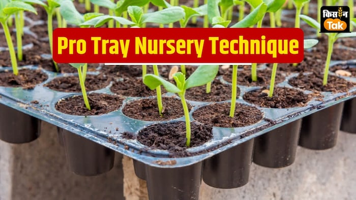 प्रो ट्रे नर्सरी तकनीक का फायदा क्या है.