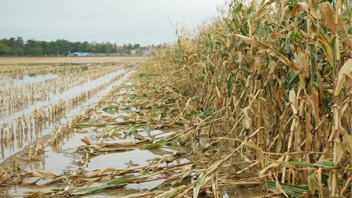 16 अगस्त से मानसून तेज होने से फसलों के नुकसान की आशंका.