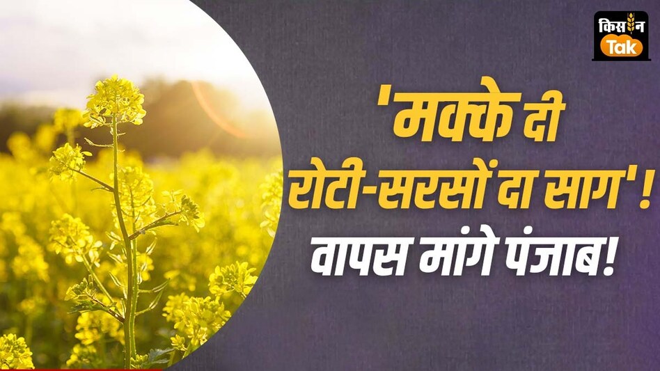 'मक्के दी रोटी और सरसों दा साग'...पंजाब में इस कल्चर की वापसी जरूरी! हरियाणा से लेनी होगी सीख  'मक्के दी रोटी और सरसों दा साग'...पंजाब में इस कल्चर की वापसी जरूरी! हरियाणा से लेनी होगी सीख
