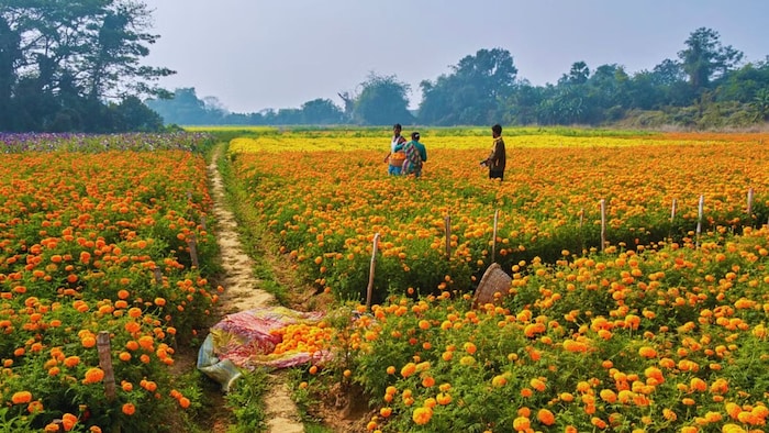 बिहार में फल और फूल की खेती पर मिल रही सब्सिडी. (फाइल फोटो)