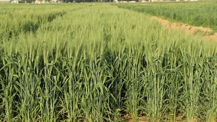 गेहूं की नई किस्म HD-3385,बदलते मौसम देगी बंपर उपज, फोटो सौजन्य -IARI करनाल