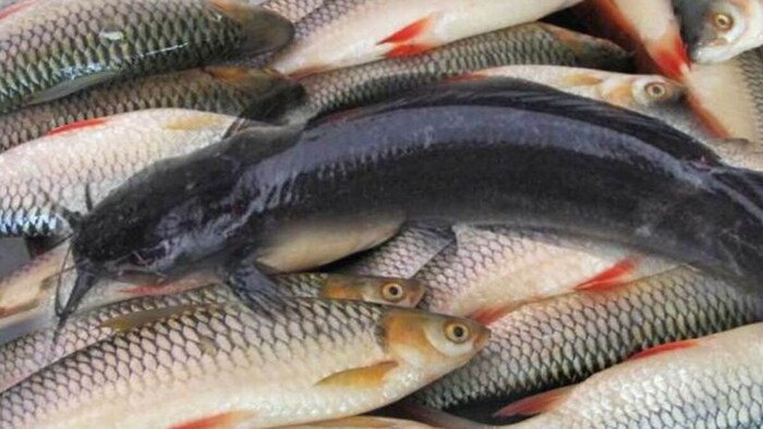 मछली पालन