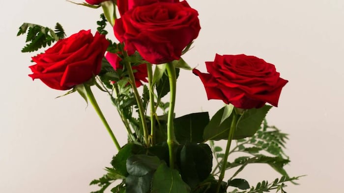 गुलाब की खेती के लिए बेहतर रहते हैं ये उर्वरक (प्रतीकात्मक फोटो)