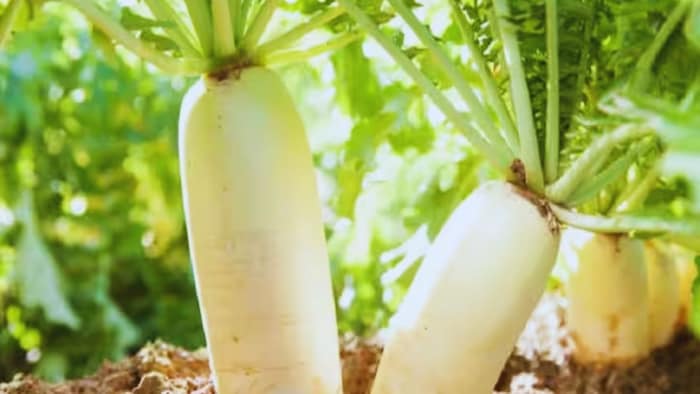 काशी हंस वैरायटी के बीज