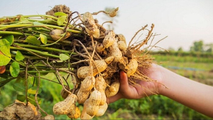 मूंगफली की फसल बर्बाद