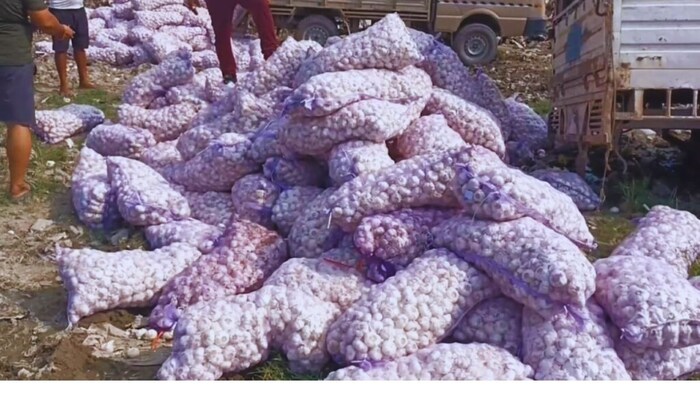 चाइनीज लहसुन