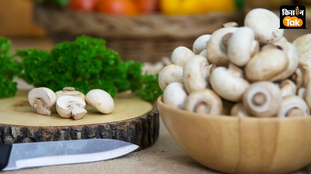 मशरूम की सेल्फ लाइफ बढ़ाने पर जोर.