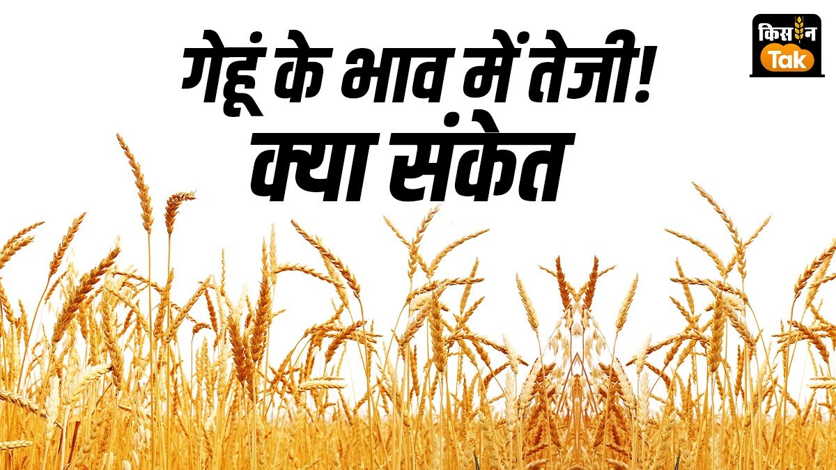 गेहूं के भाव में तेजी, त्योहारी सीजन में क्या रिकॉर्ड तोड़ेंगे दाम