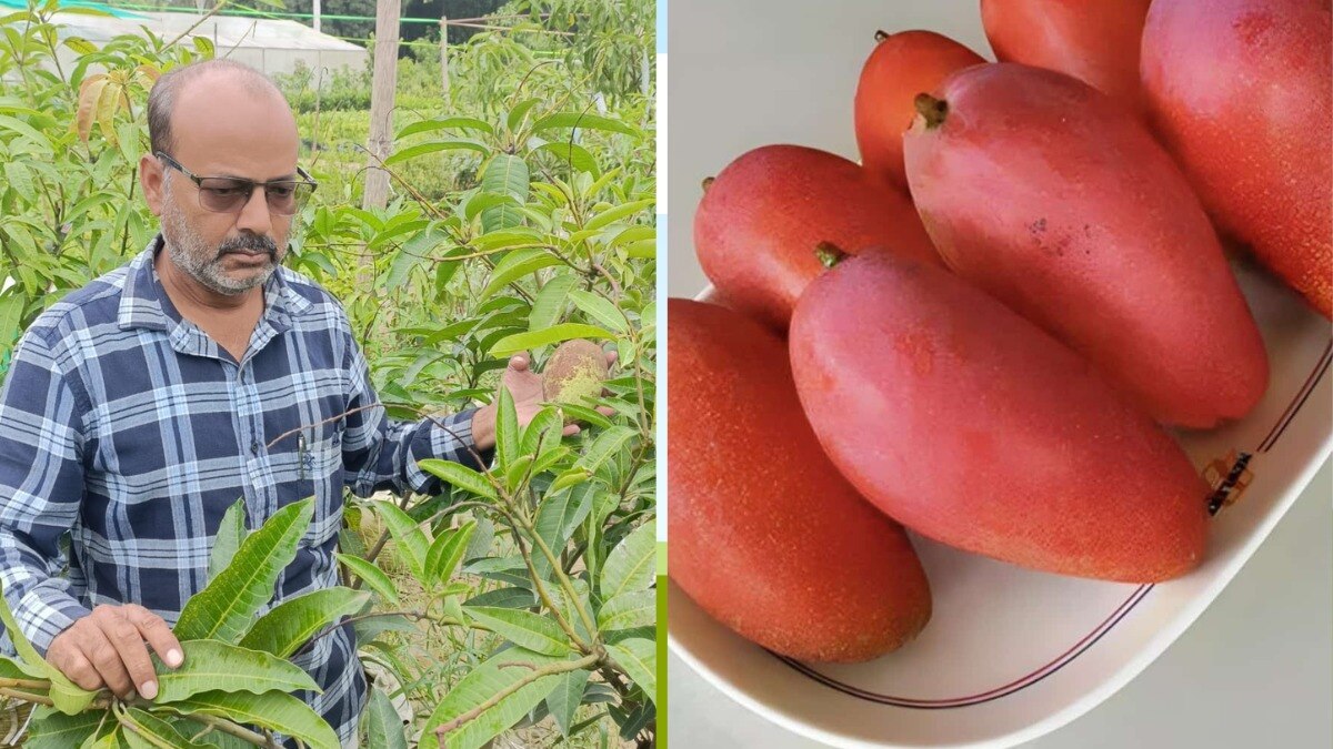 लखनऊ के मलिहाबाद के किसान जुबैर अहमद (Photo-Kisan Tak)