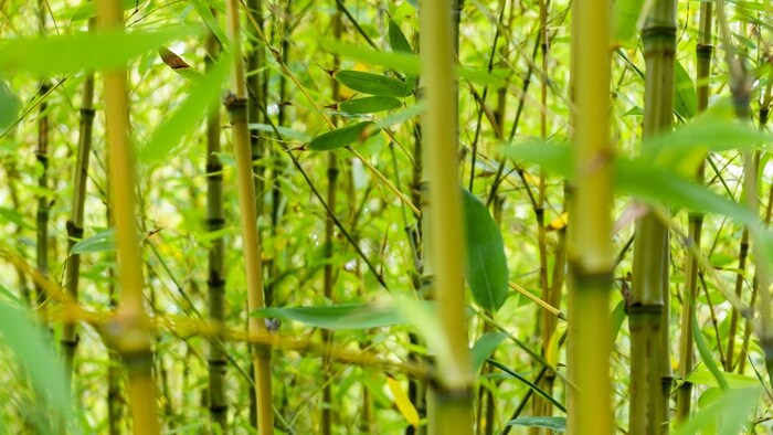 बांस में फूल आने से डर जाते हैं किसान